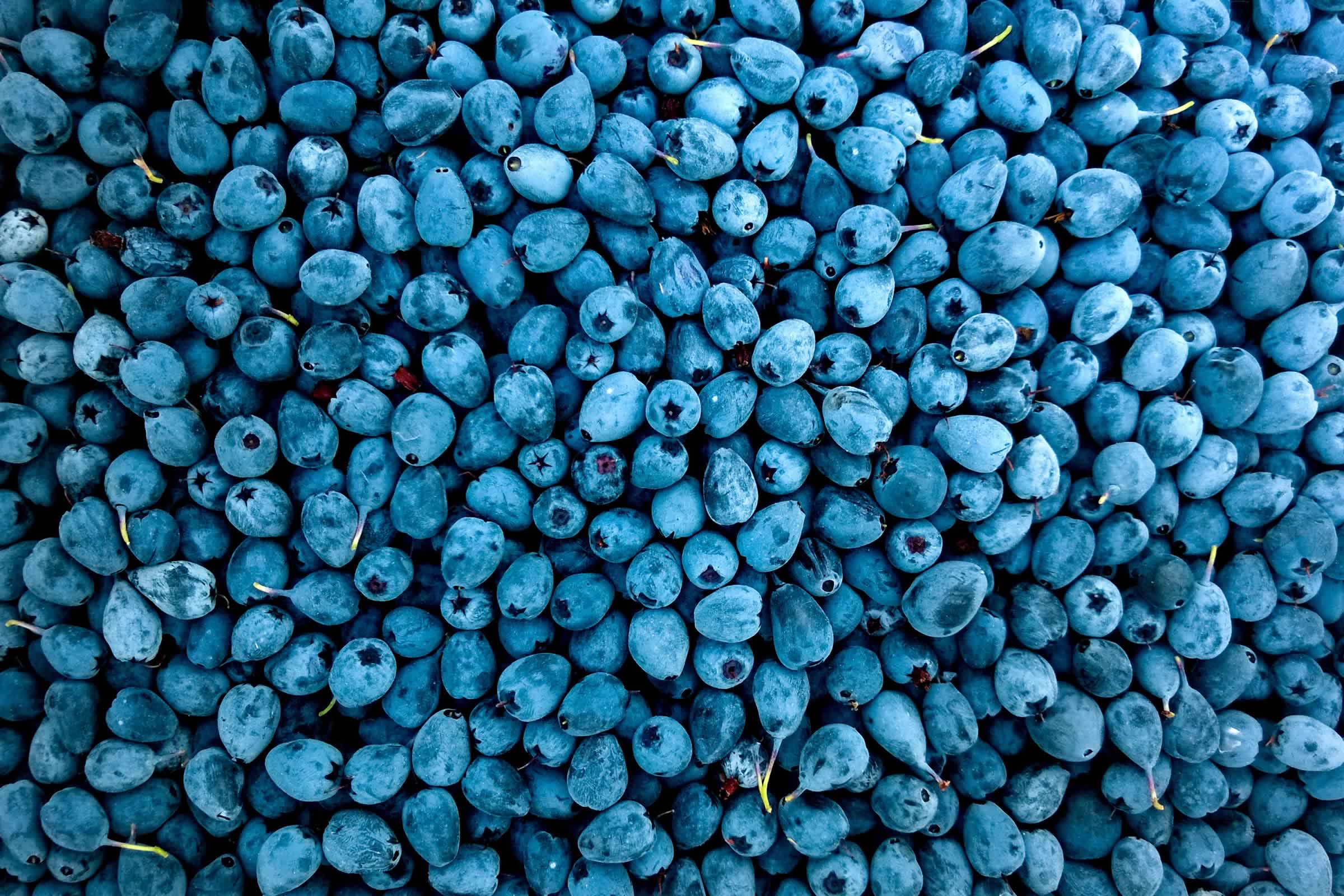 Blueberry Industry Support 