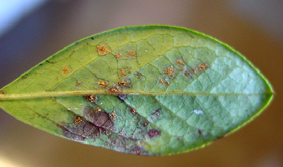 Blueberry rust