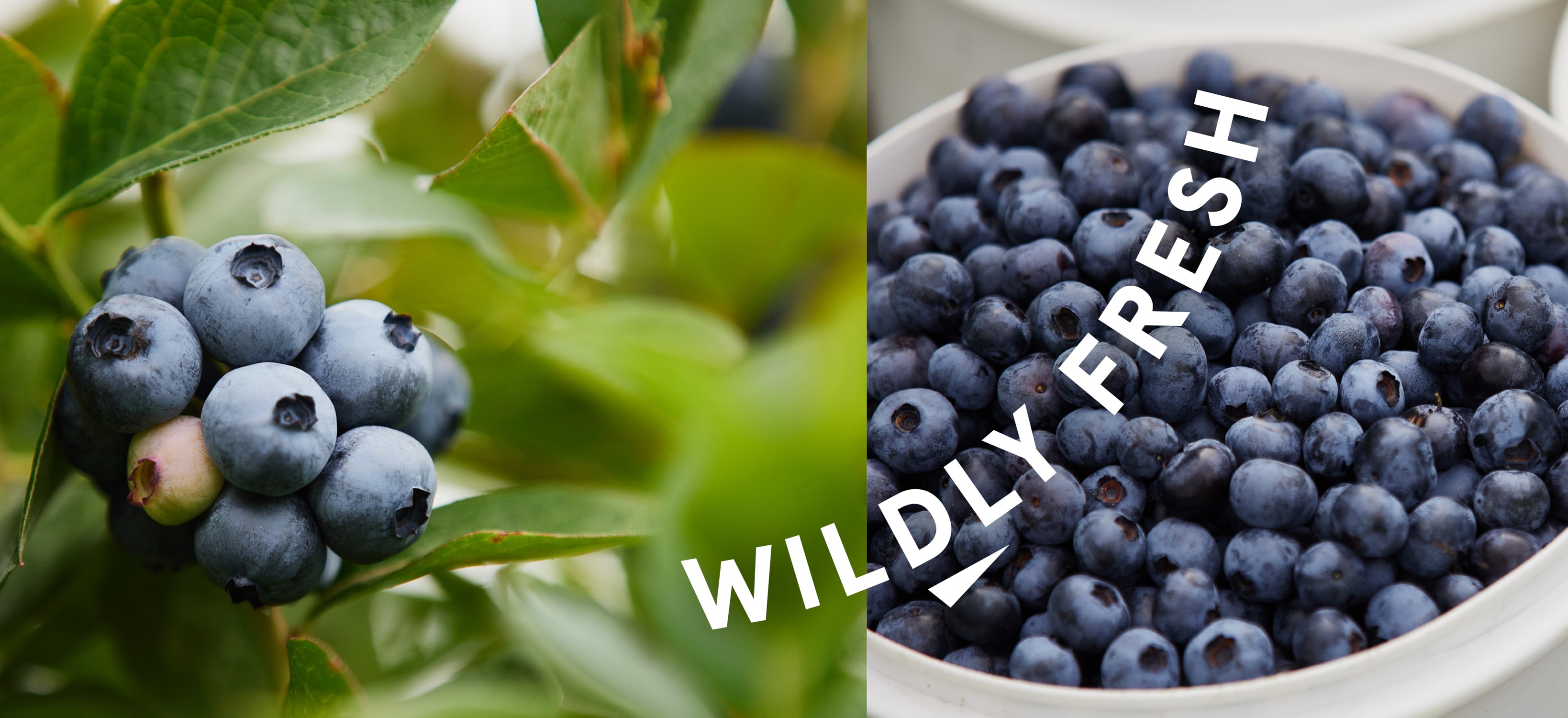 Blueberry wildly fresh_Tasmanian Grown