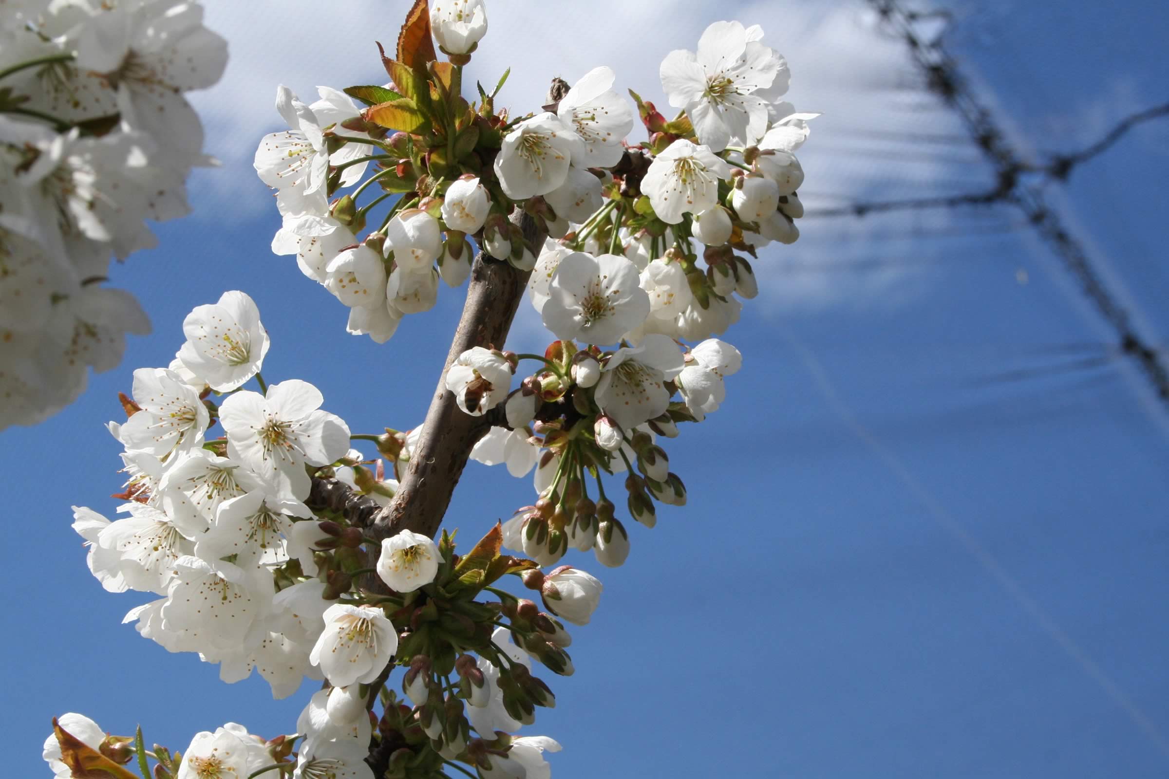 Cherry blossoms