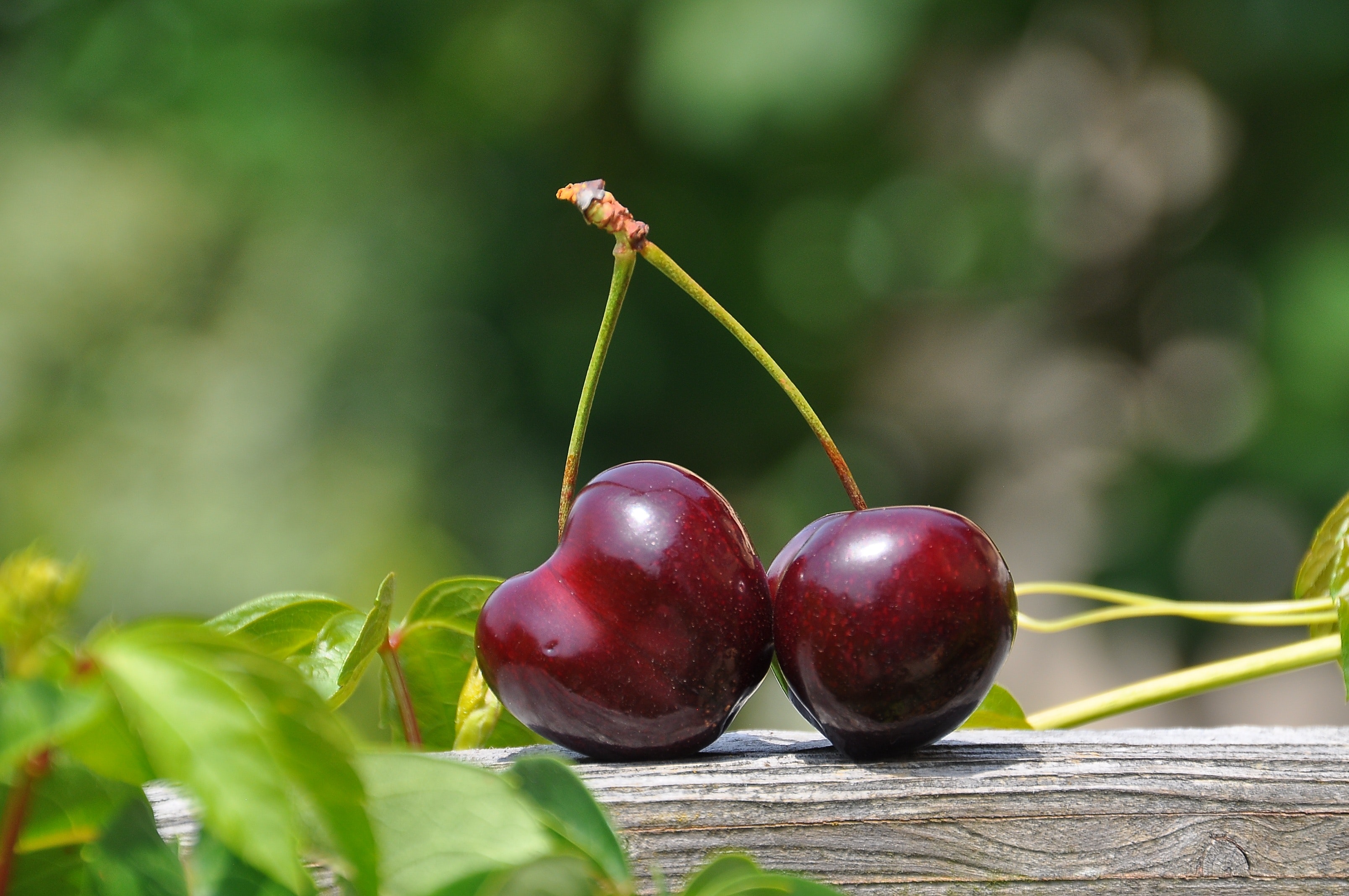 cherries on fence