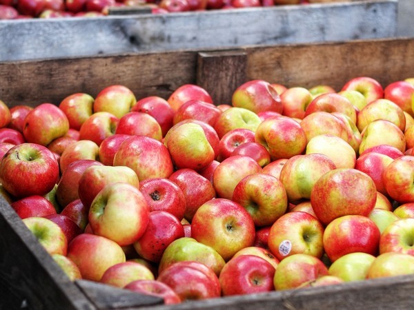 Apples treated with Parka