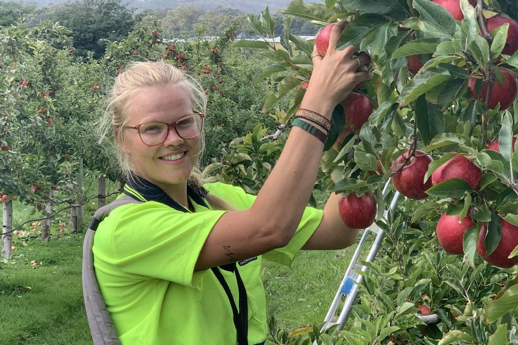 Fruit picker