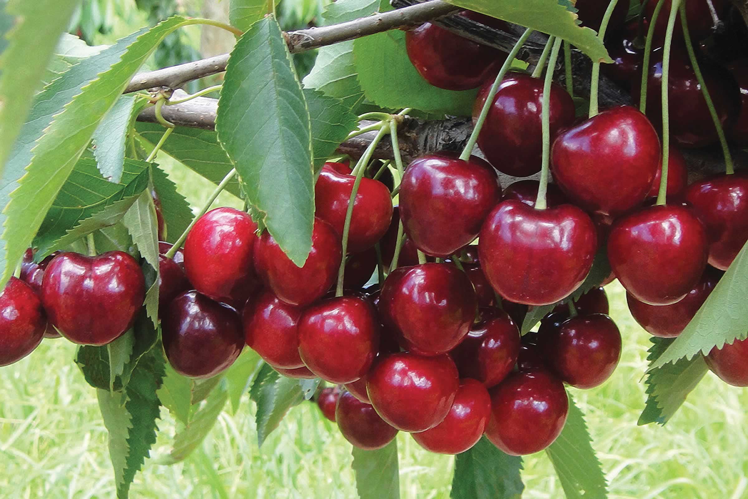 New cherries