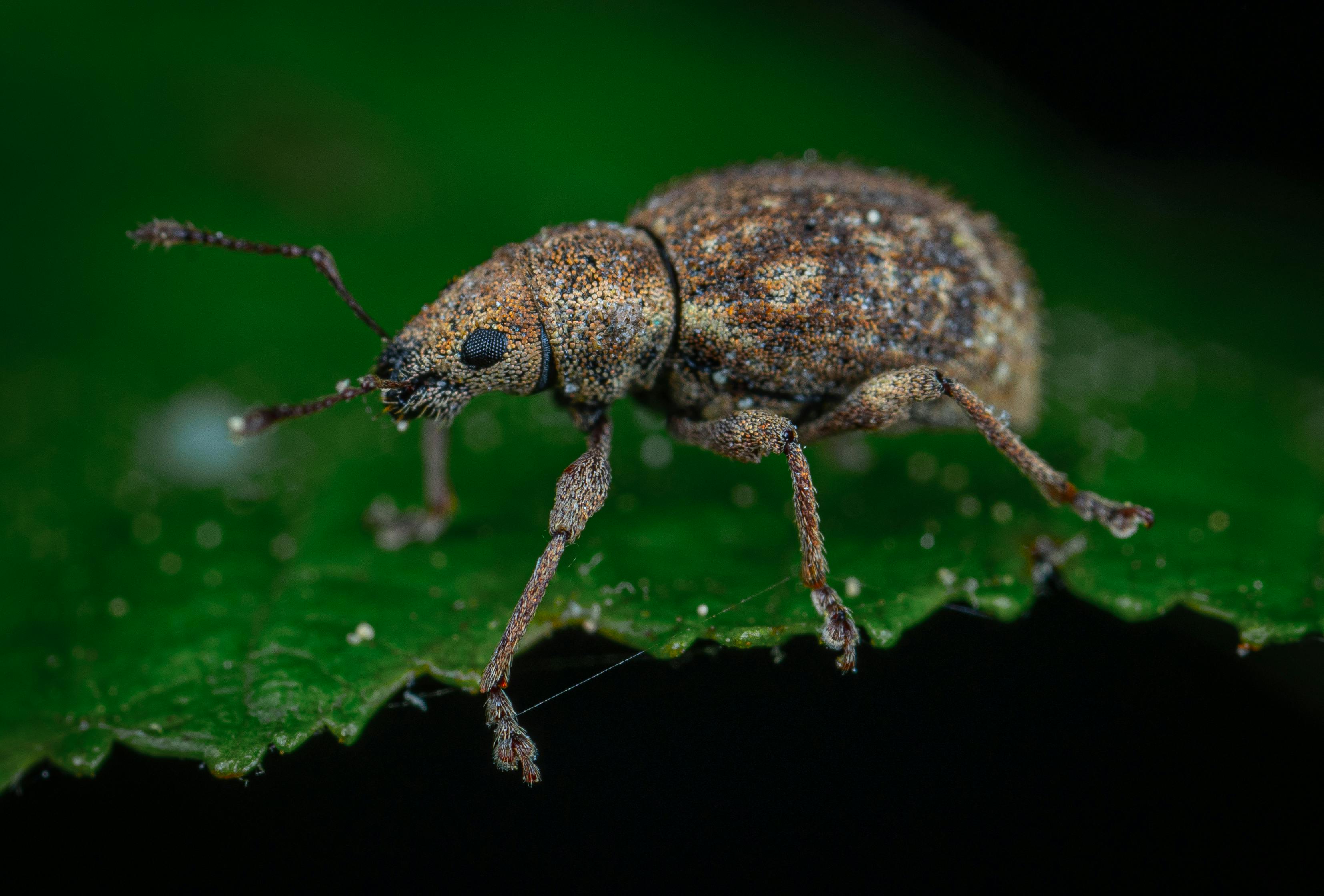 Weevil closeup