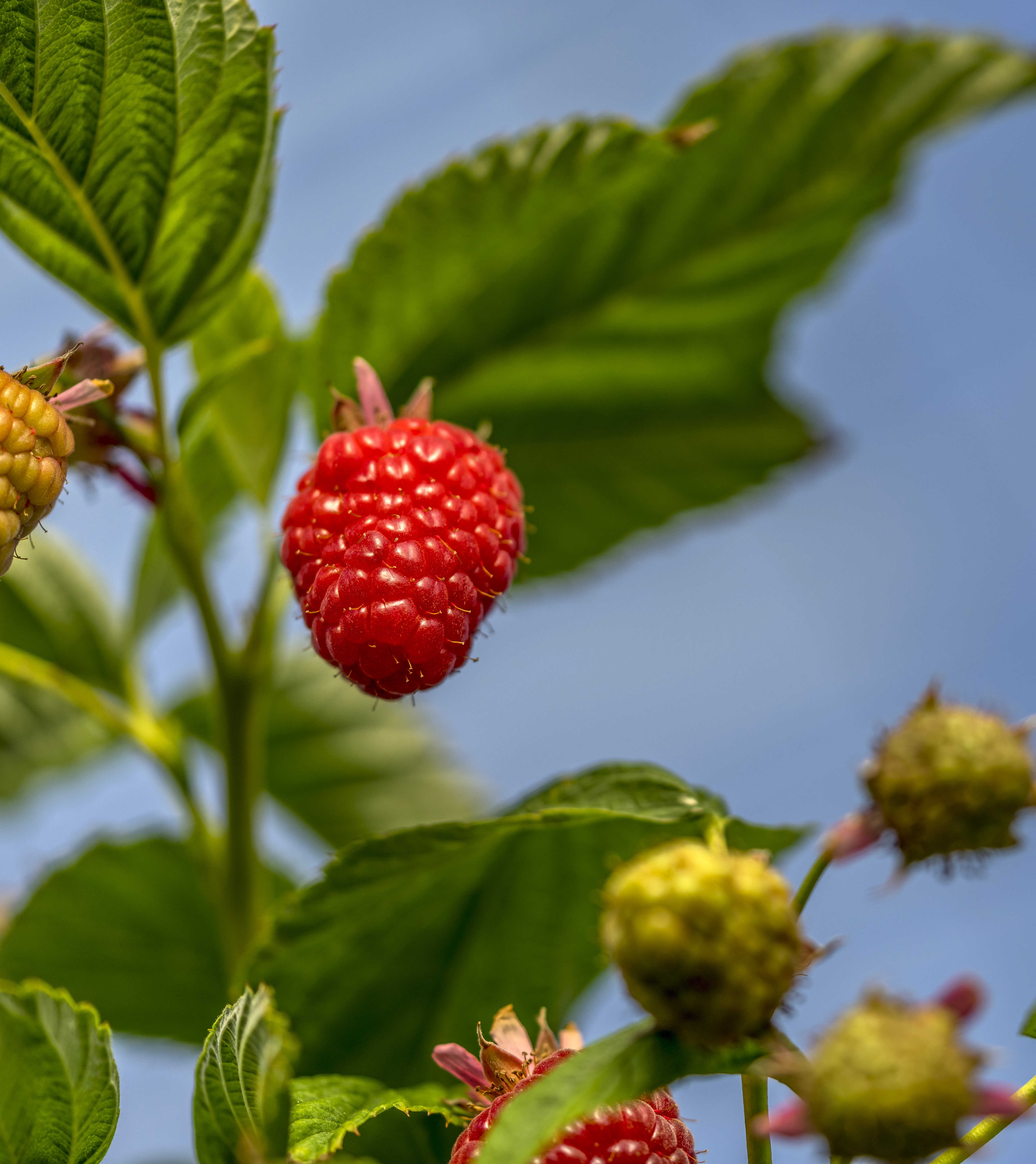 Rubus Staphyt Trials