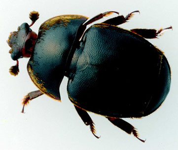 Small Hive Beetle 