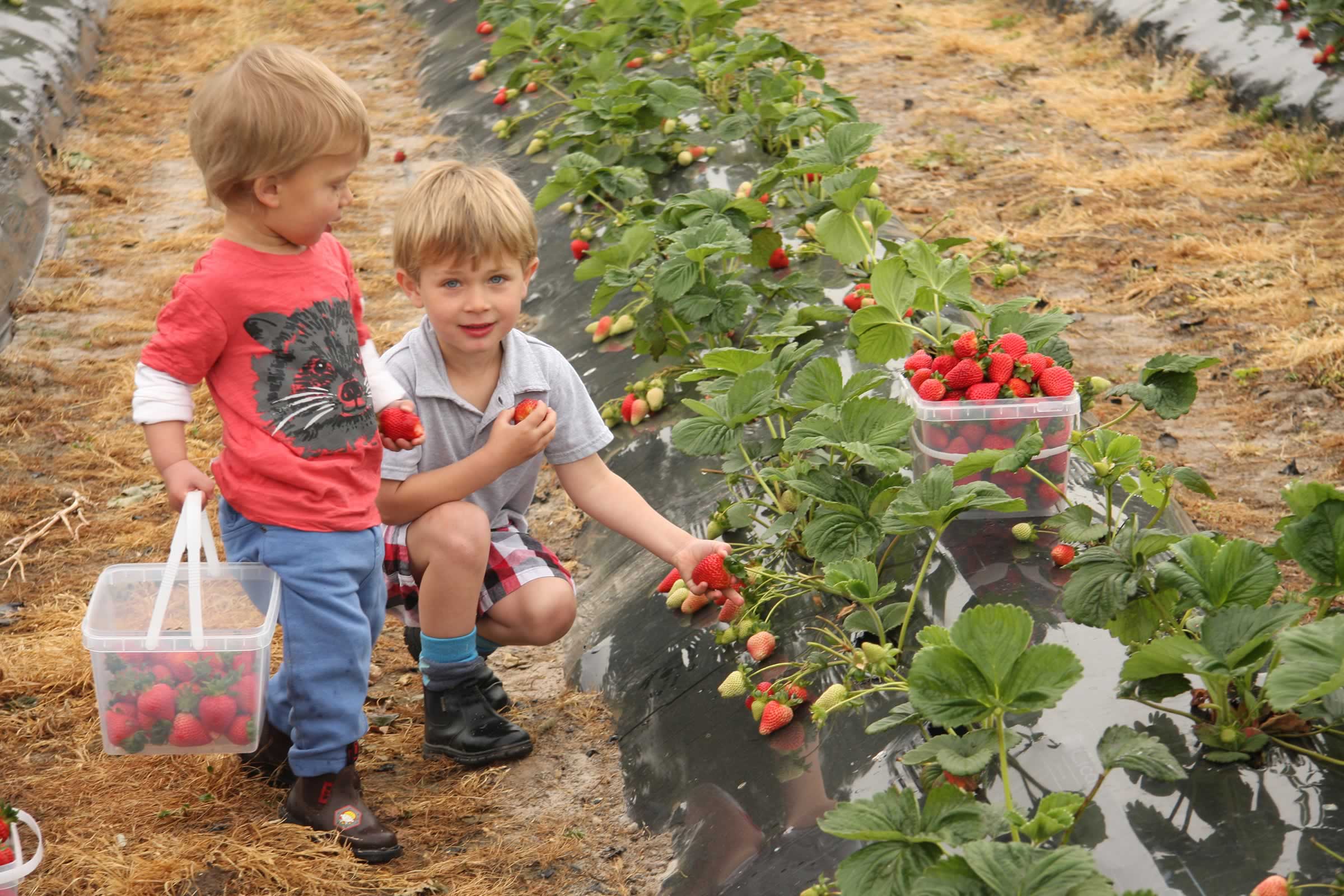 Picking strawberries, Hillwood Berry Farm