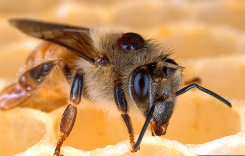 Varroa mite on bee